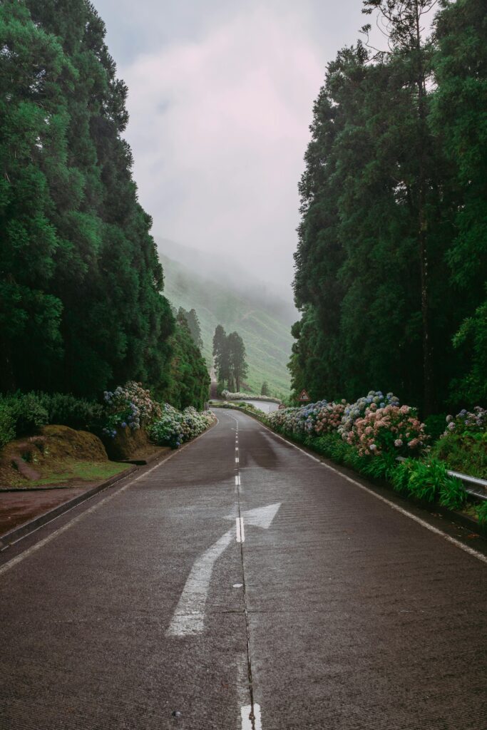 Scenic road lined with hydrangeas and towering trees in the Azores, perfect for nature drives and exploration.