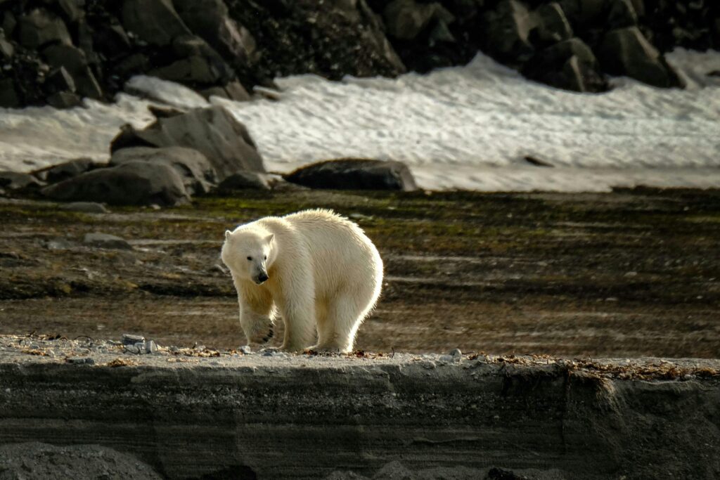 Polar bear in Svalbard, a highlight of our Svalbard travel guide.