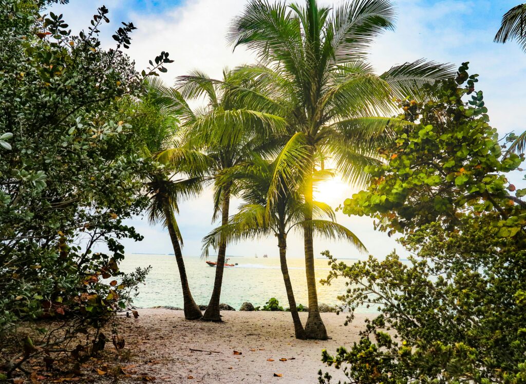 Tropical beach with palm trees during sunset, ideal for best winter vacations for warm-weather and serene escapes.